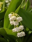 montessori botany materials -lily of the valley